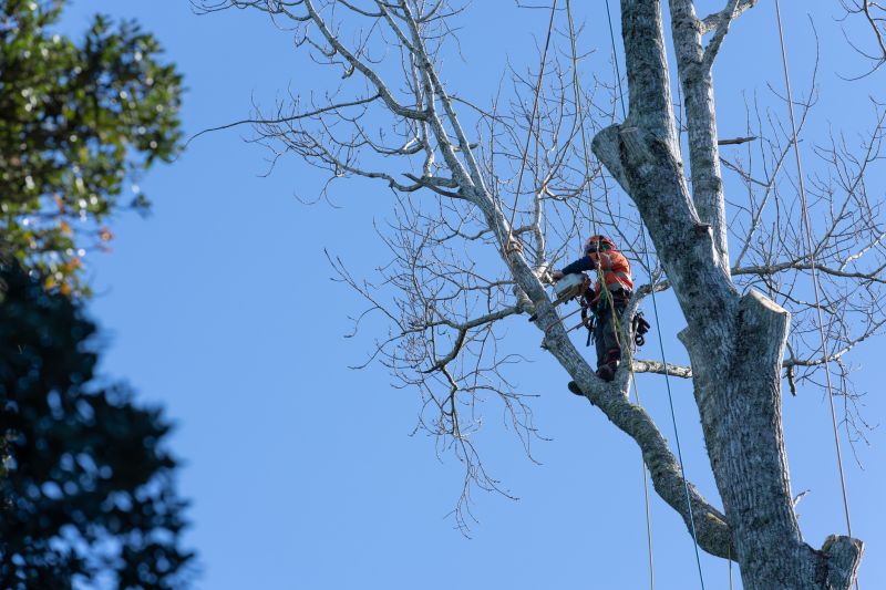 Tree and Shrub Pruning Services