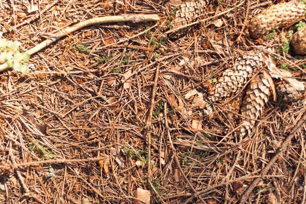 Pine Needles Removal in Fairfax