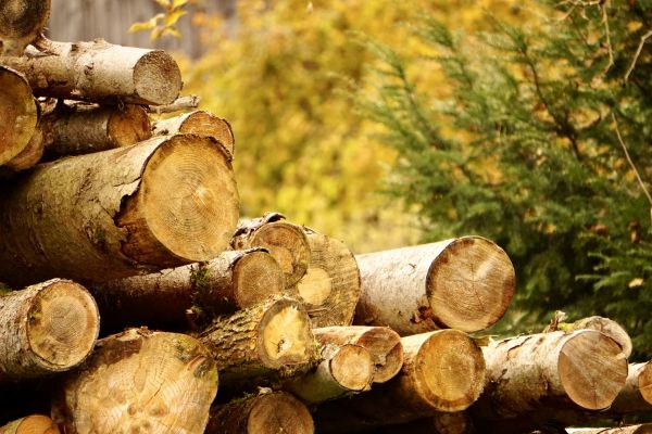 Wood Pile Removal in Fairfax