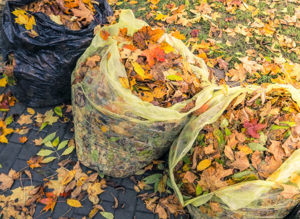 Yard Cleanup Service in Fairfax