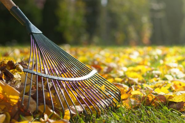Leaf Raking Service in Fairfax