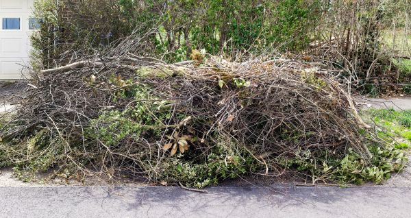 Tree Limb Cleanup in Fairfax