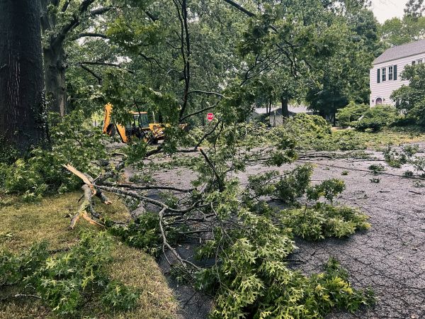 Tree Branch Disposal in Fairfax