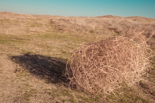 Tumbleweed Removal in Fairfax
