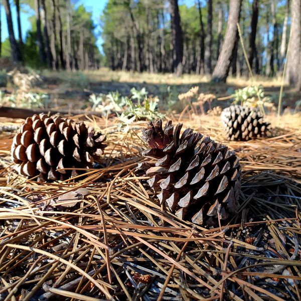 Pine Cone Removal in Fairfax