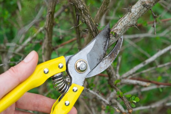 Limbs Removal in Fairfax