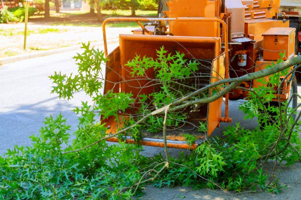 Tree Branches Removal in Fairfax