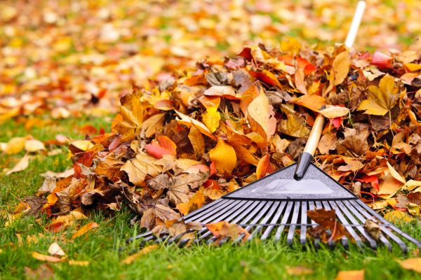 Yard Leaf Removal in Fairfax