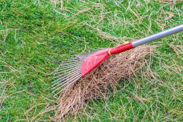 Yard Raking in Fairfax
