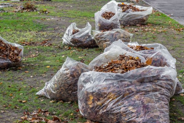 Leaf Pile Disposal in Fairfax
