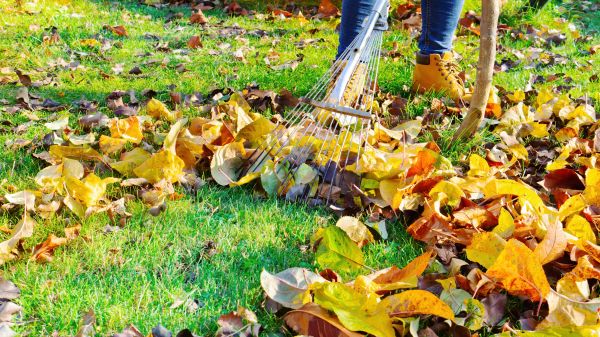 Lawn Cleanup Service in Fairfax