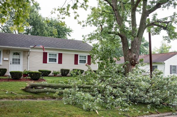 Fallen Branch Removal in Fairfax