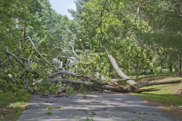 Tree Debris Removal in Fairfax